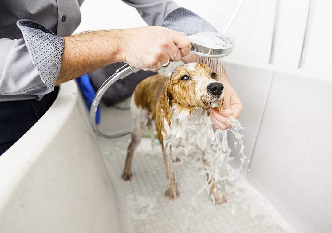 Atención Veterinaria